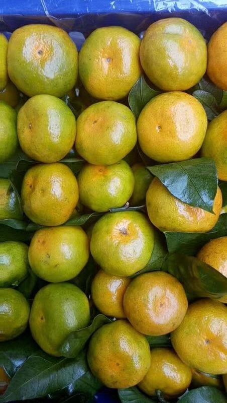 细嫩无渣甜甜的冰糖蜜桔12元二斤