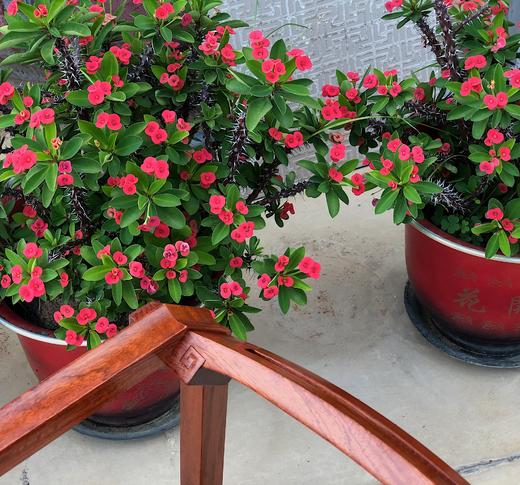 红桥红  家具严选  缅甸花梨（大果紫檀）  【35 仿故宫文竹 方凳】 商品图8