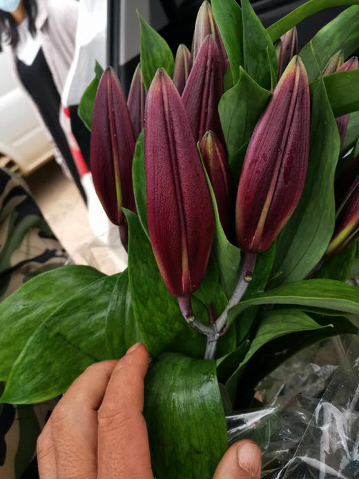 紫帝百合(混批20扎起发) - 昆明嗯哼鲜花基地直发
