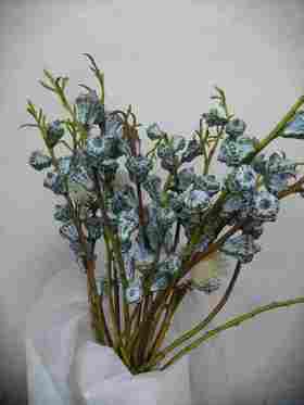 配花-尤加利果-8-10支