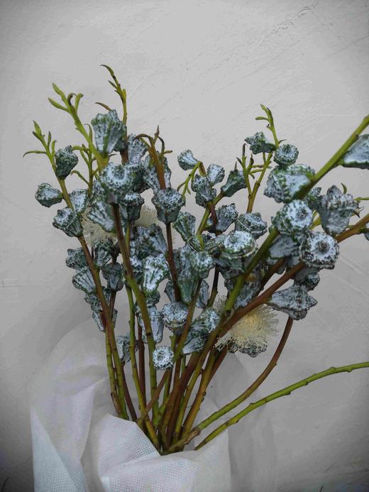 配花-尤加利果-8-10支 商品图0