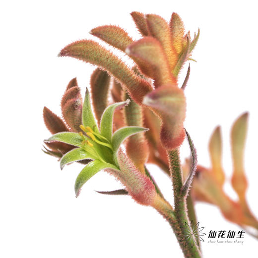 配花 | 袋鼠爪橙色（小 介意者慎拍） 商品图0