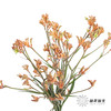 配花 | 袋鼠爪橙色（小 介意者慎拍） 商品缩略图3