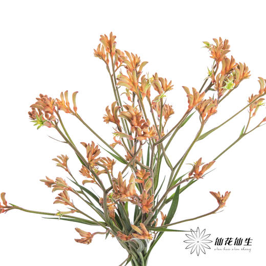 配花 | 袋鼠爪橙色（小 介意者慎拍） 商品图3