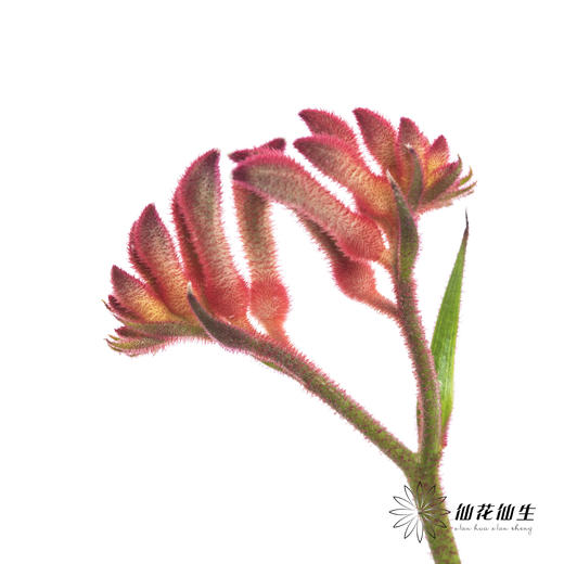 配花 | 袋鼠爪红色 商品图1