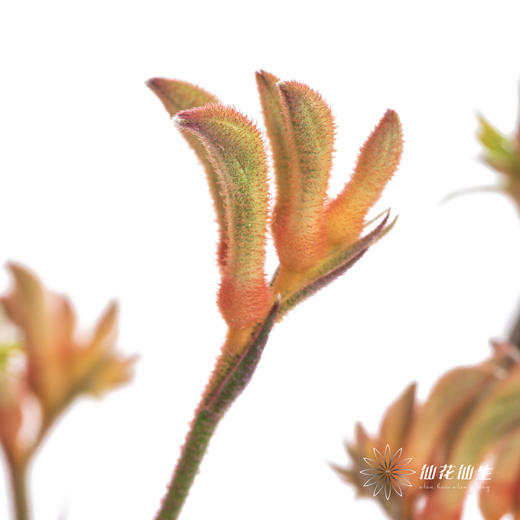 配花 | 袋鼠爪橙色（小 介意者慎拍） 商品图7