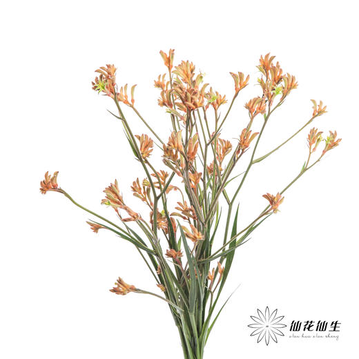 配花 | 袋鼠爪橙色（小 介意者慎拍） 商品图4