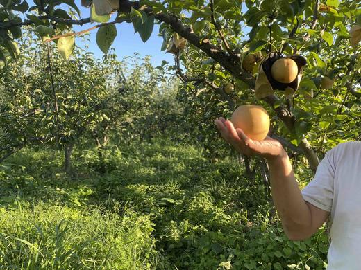 黄花梨（5斤装） 商品图5