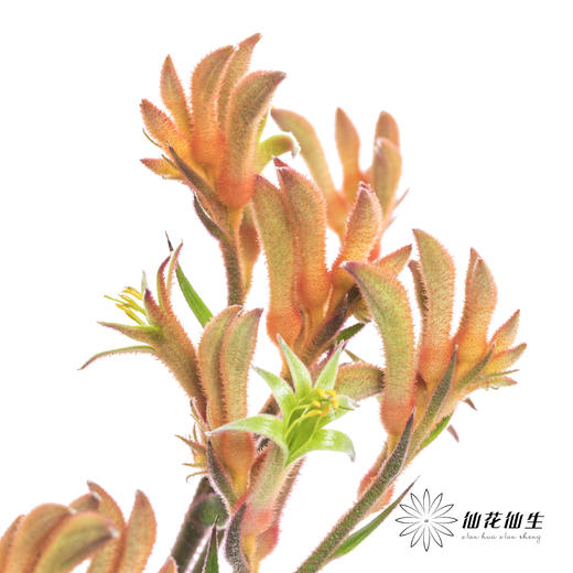 配花 | 袋鼠爪橙色（小 介意者慎拍） 商品图2