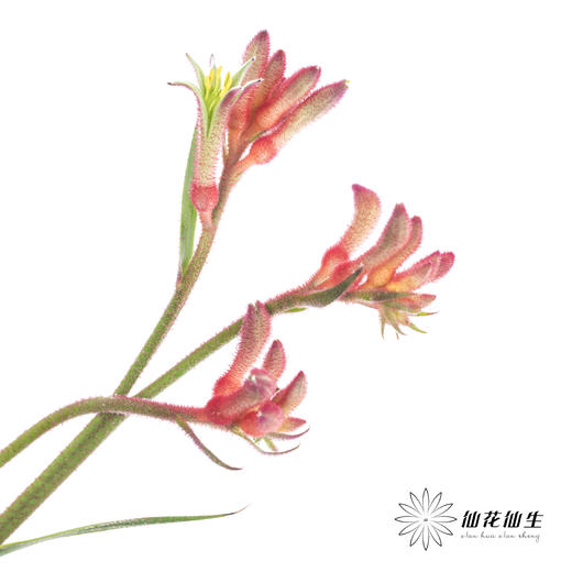 配花 | 袋鼠爪红色 商品图8