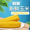 东北黄玉米10穗 2kg/箱 新鲜玉米 黄玉米 东北玉米JPY带授权招加盟代理 商品缩略图0