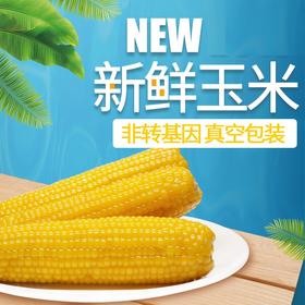 东北黄玉米10穗 2kg/箱 新鲜玉米 黄玉米 东北玉米JPY带授权招加盟代理