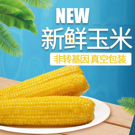 东北黄玉米10穗 2kg/箱 新鲜玉米 黄玉米 东北玉米JPY带授权招加盟代理 商品图0