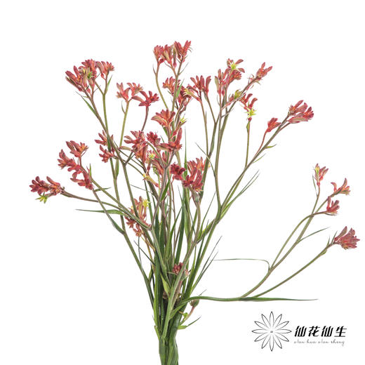 配花 | 袋鼠爪红色 商品图4