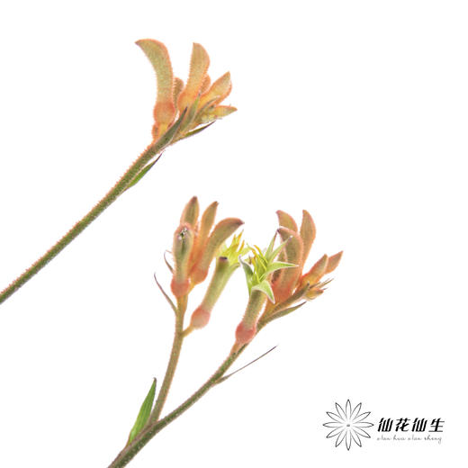 配花 | 袋鼠爪橙色（小 介意者慎拍） 商品图6