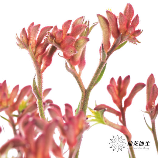 配花 | 袋鼠爪红色 商品图6