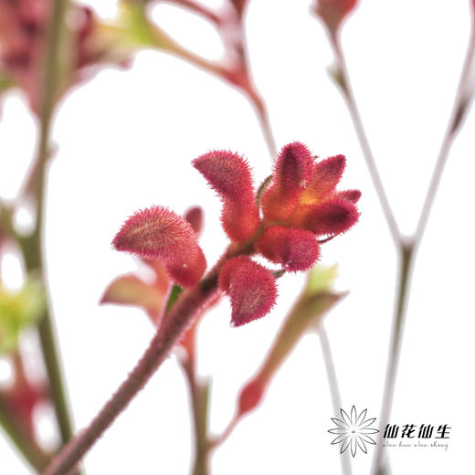 配花 | 袋鼠爪红色 商品图7