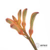 配花 | 袋鼠爪橙色（小 介意者慎拍） 商品缩略图8
