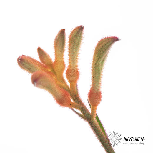 配花 | 袋鼠爪橙色（小 介意者慎拍） 商品图8