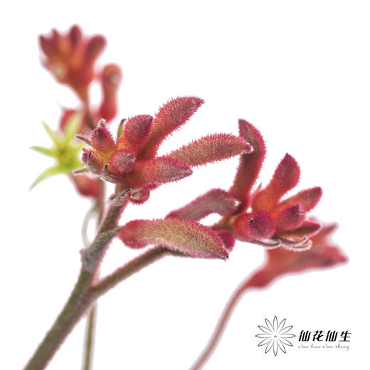 配花 | 袋鼠爪红色 商品图9