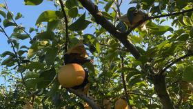 黄花梨（5斤装）