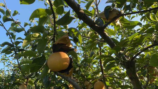 黄花梨（5斤装） 商品图0