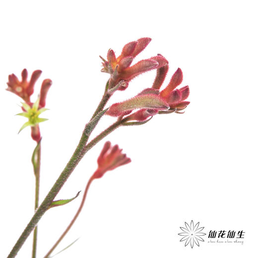 配花 | 袋鼠爪红色 商品图3