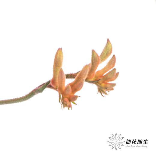 配花 | 袋鼠爪橙色（小 介意者慎拍） 商品图1