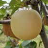 有机黄金梨（中通） | 合作生产 *Organic gold-pear | Coproduction 商品缩略图9