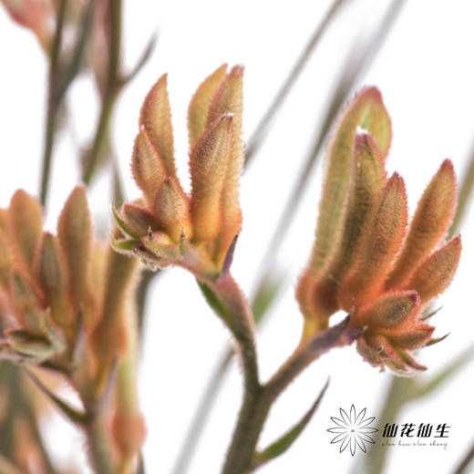 配花 | 袋鼠爪橙色（小 介意者慎拍） 商品图5