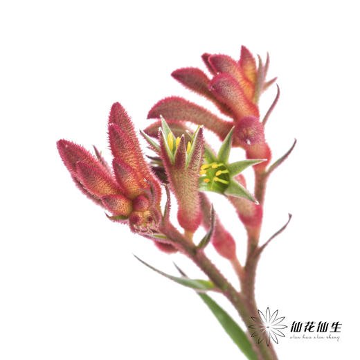 配花 | 袋鼠爪红色 商品图0