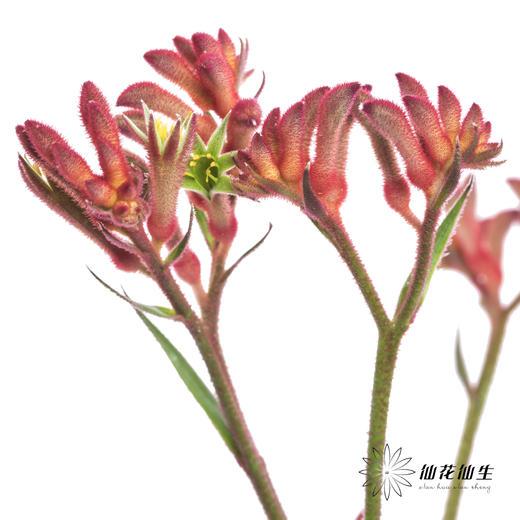 配花 | 袋鼠爪红色 商品图2
