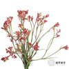 配花 | 袋鼠爪红色 商品缩略图5