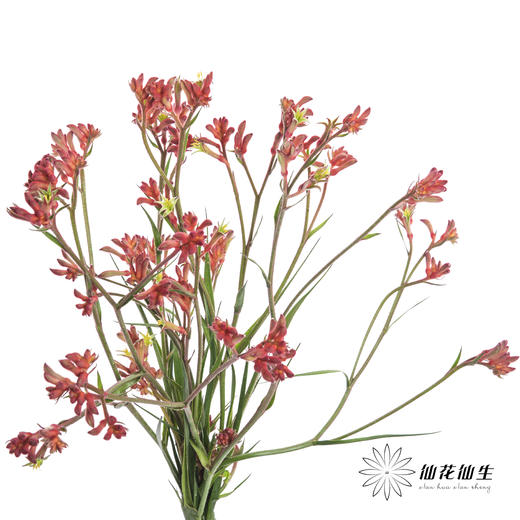 配花 | 袋鼠爪红色 商品图5
