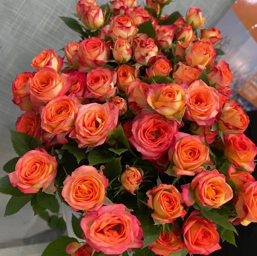 多头玫瑰爱丽丝基地c级艳丽而不俗气