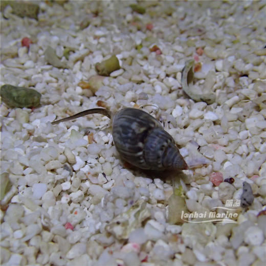 长鼻翻砂螺 商品图6