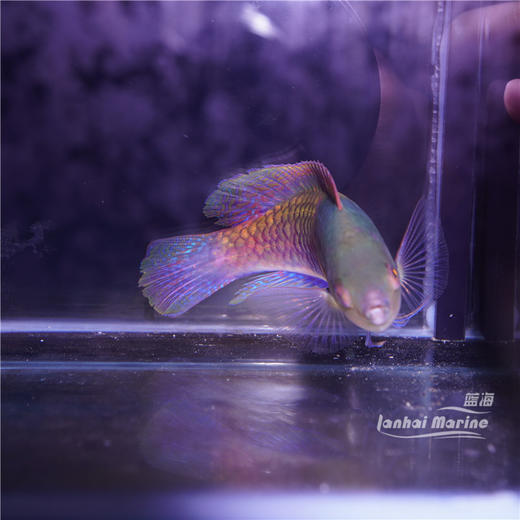 蓝身雀 公 商品图1