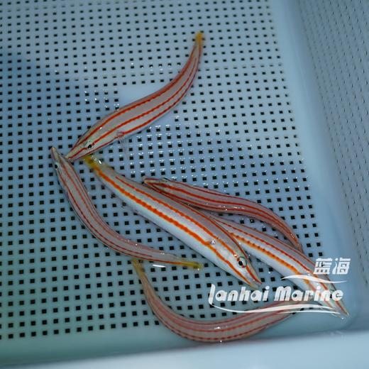 红线铅笔龙 商品图6