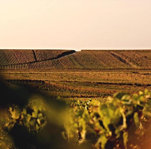 Bérêche et Fils Côte Grand Cru 2016 贝海诗山谷香槟 2016 商品图5