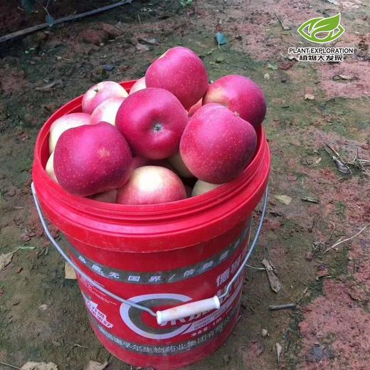 云南丽江宁蒗糖心苹果 商品图1