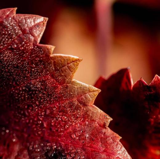 Bérêche et Fils Côte Grand Cru 2016 贝海诗山谷香槟 2016 商品图9