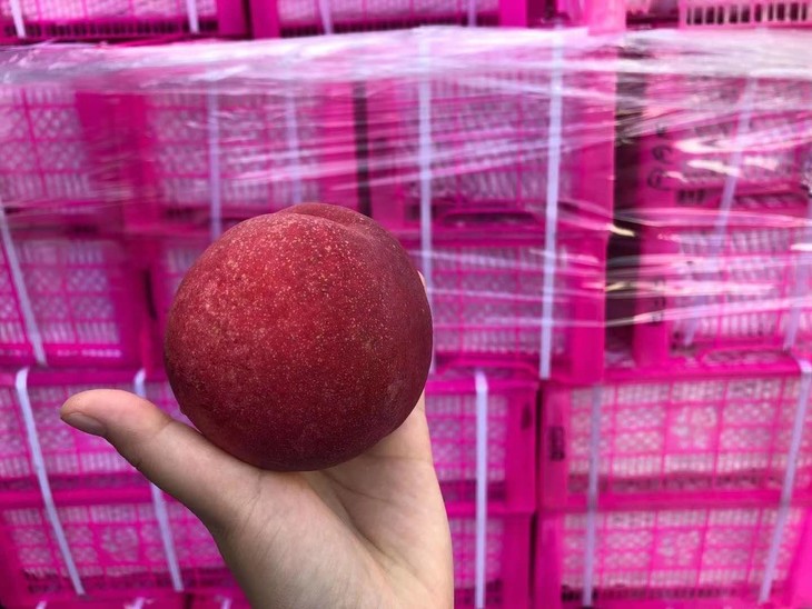 来自新疆和田雪桃集颜值与口感于一身的香甜多汁桃香浓郁甘甜如蜜入口