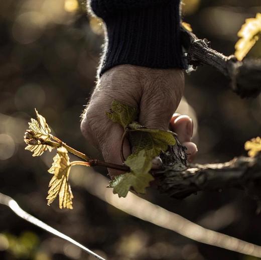 Bérêche et Fils Côte Grand Cru 2016 贝海诗山谷香槟 2016 商品图3