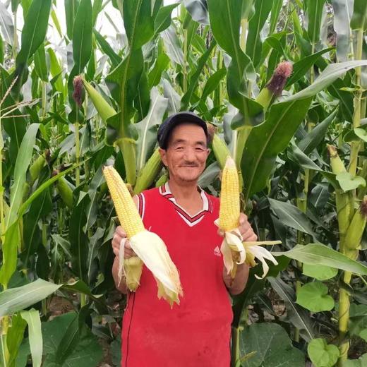 【山西静乐黄糯玉米10根】甜糯鲜嫩，真空锁鲜包装，高压灭菌，粗粮早餐的不二选择！ 商品图6