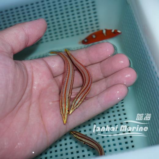 红线铅笔龙 商品图3