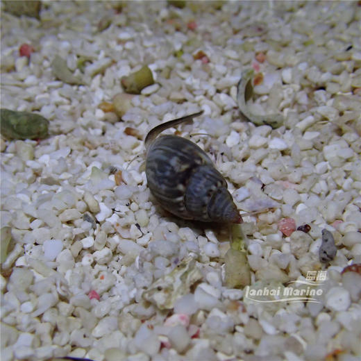 长鼻翻砂螺 商品图5