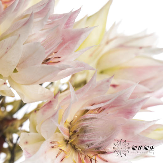 配花 | 新娘花 商品图6