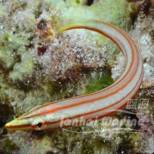 红线铅笔龙 商品图1