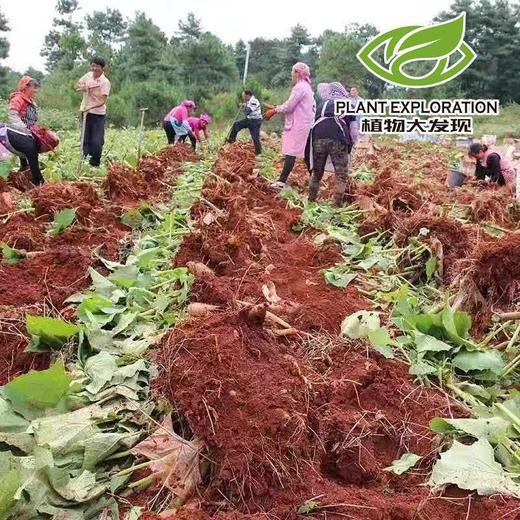 云南高原天山雪莲果 商品图4