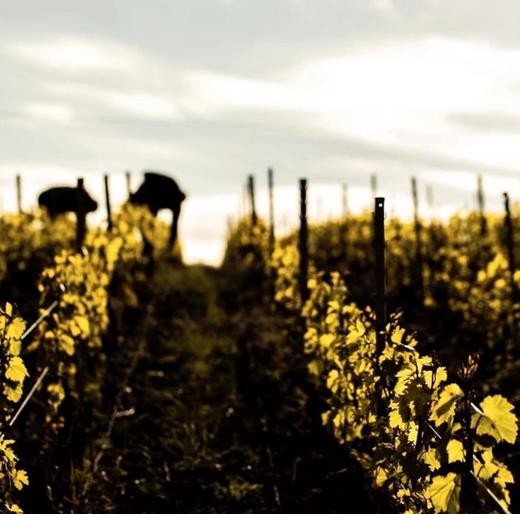 Bérêche et Fils Côte Grand Cru 2016 贝海诗山谷香槟 2016 商品图11